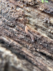 Pyrgodesmoidea