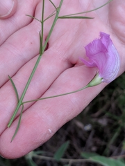 Agalinis strictifolia