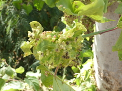 Eriophyidae