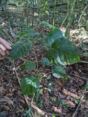 Alchornea latifolia