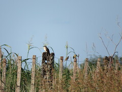 Coccyzus melacoryphus