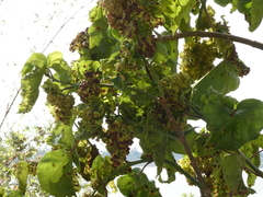 Eriophyidae