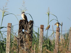 Coccyzus melacoryphus