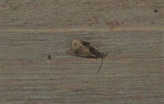 Olethreutes connectum