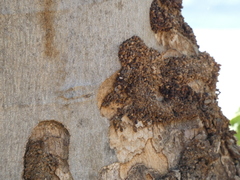 Eriophyidae
