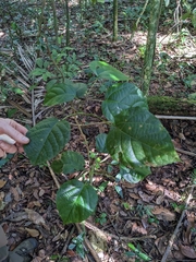 Alchornea latifolia