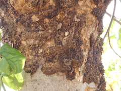 Eriophyidae