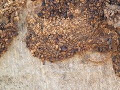 Eriophyidae