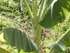 Musa