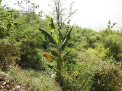 Musa