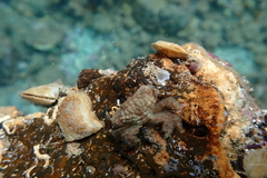 Pilodius areolatus