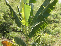 Musa