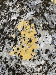 Flavoplaca
