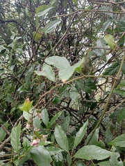 Decaneuropsis gratiosa