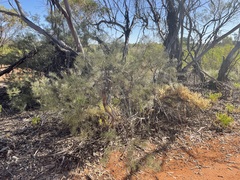Acacia colletioides