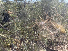 Acacia colletioides