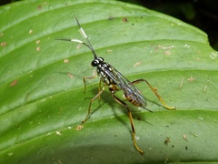 Cryptinae