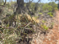 Acacia colletioides