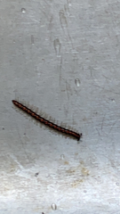 Helicorthomorpha holstii