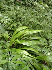 Calanthe