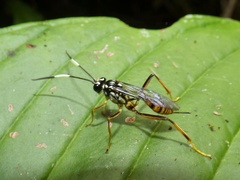 Cryptinae