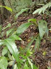 Calanthe