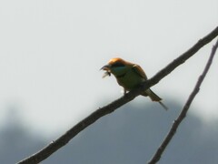 Merops orientalis