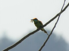 Merops orientalis