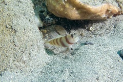 Amblyeleotris steinitzi