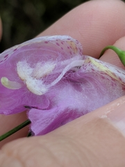 Agalinis strictifolia