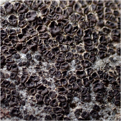 Acarosporaceae