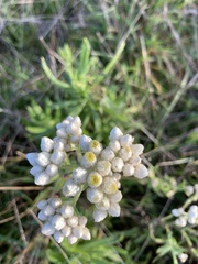 Pseudognaphalium californicum