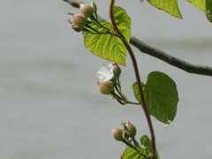 Convolvulaceae