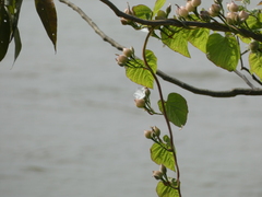Convolvulaceae