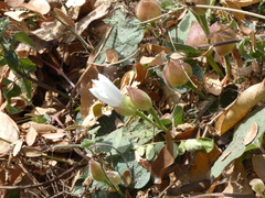Convolvulaceae