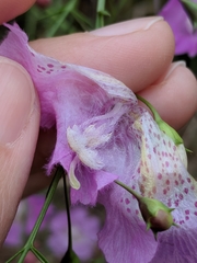 Agalinis strictifolia