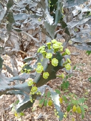 Euphorbia antiquorum