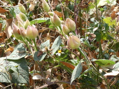 Convolvulaceae