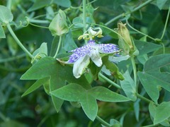 Passiflora giberti