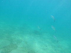 Caranx caballus