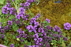 Thymus praecox britannicus