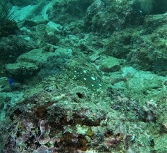Epinephelus labriformis