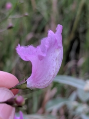 Agalinis strictifolia