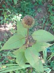 Monarda × medioides
