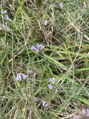 Vicia acutifolia