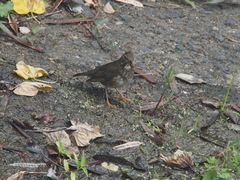 Turdus cardis