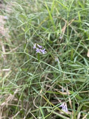 Vicia acutifolia