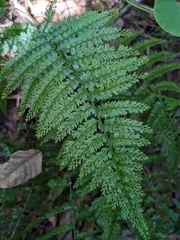 Asplenium cristatum
