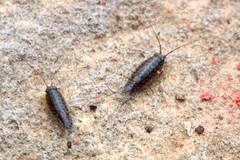 Ligia exotica