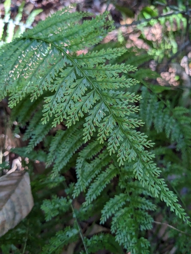 Image of Asplenium cristatum by (c) Zac Peterson, some rights reserved (CC BY)